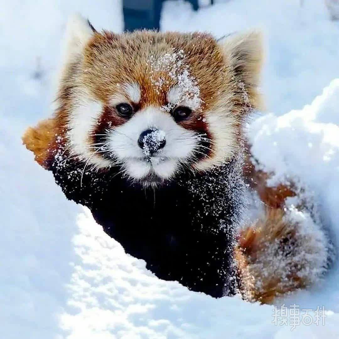 在雪地里玩雪的小熊猫