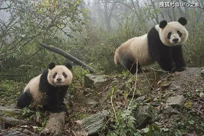 中国首创！已放生10只大熊猫，“母兽带崽”能恢复东北虎种群吗？ - 5