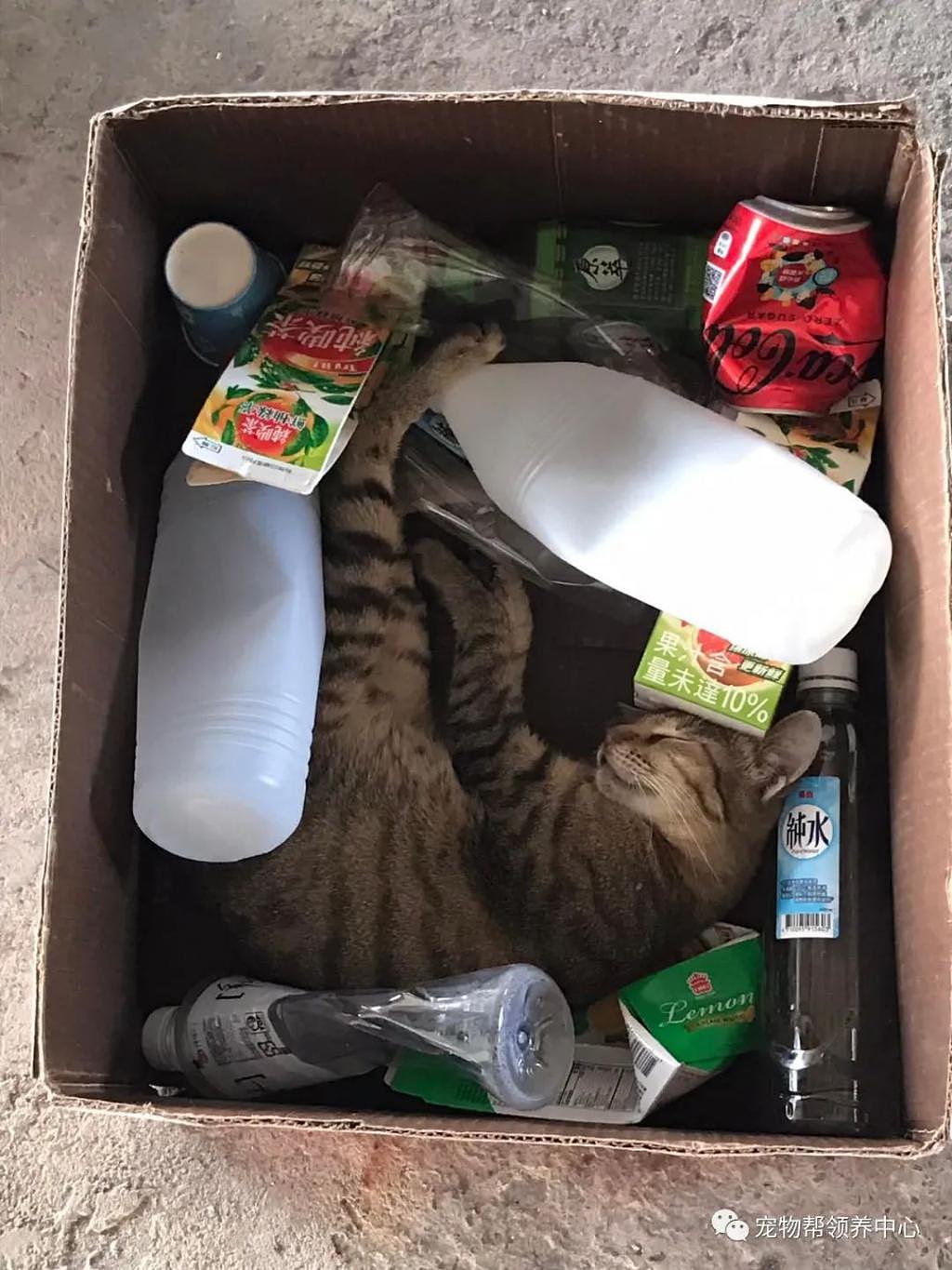 猫咪挤在回收箱睡觉，看着凄惨心酸，但大家都被它骗了！ - 2