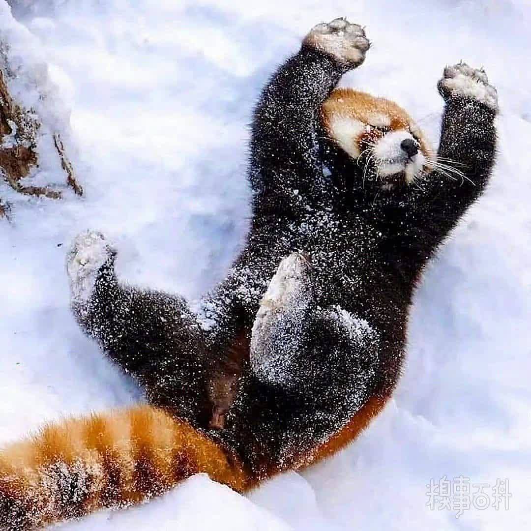 在雪地里玩雪的小熊猫