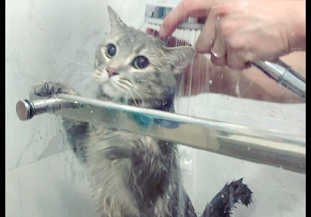 给孩子洗澡时猫咪在一旁叫，换给它洗澡后立马老实了，原谅我笑了 - 3