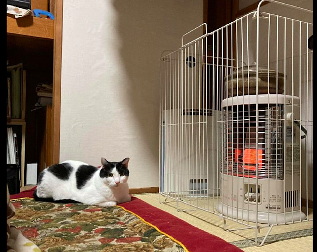 网友用笼子把暖炉罩上，猫在旁边一脸疑惑：能不能把我也关进去？ - 2