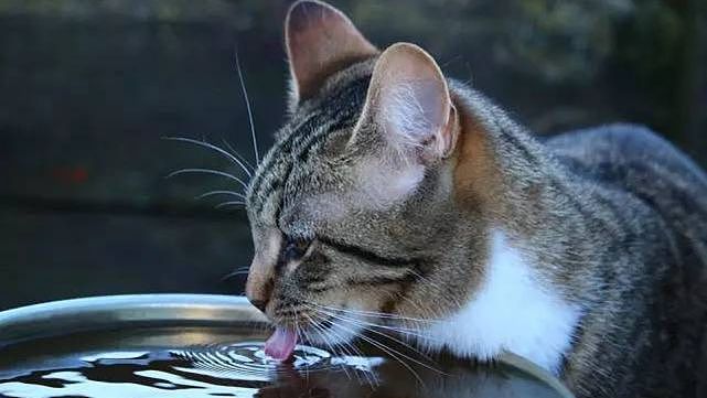 为什么猫咪宁可喝马桶水，也不愿意喝碗里的水？ - 6