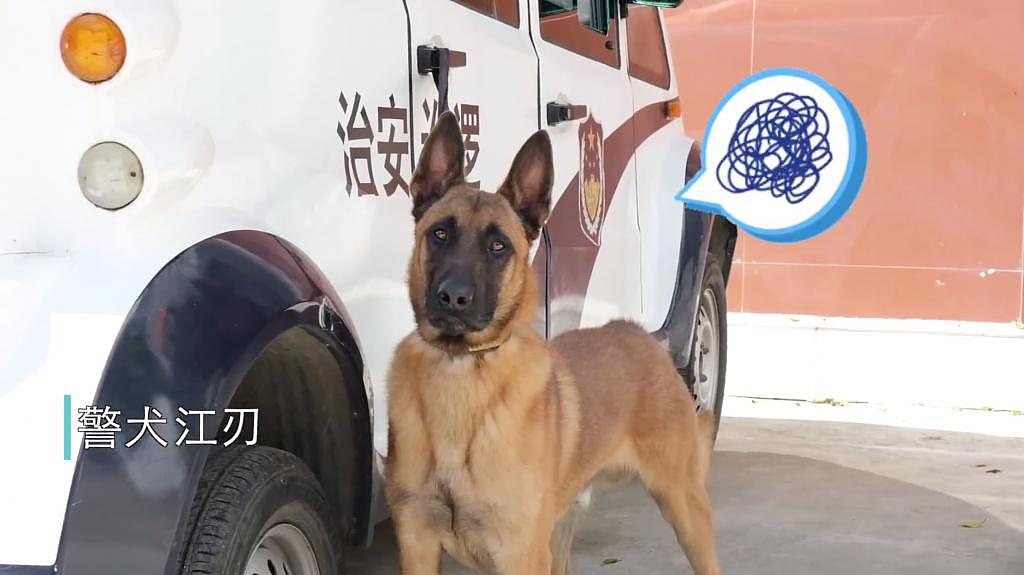 警犬吃太胖被要求减肥，结果遭 5000 万网友围观，丢脸丢大了 . - 9