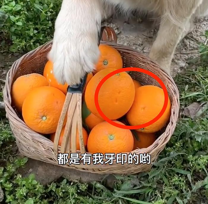 聪明狗狗帮主人摘橙子，网友争相购买，结果它却遭到了网暴… - 5