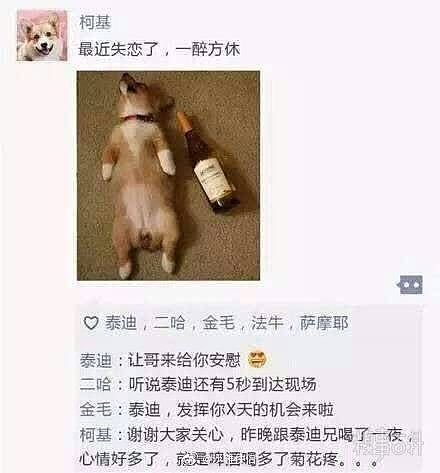 假如狗狗也有朋友圈，