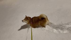 为了继续玩雪不回家，阿柴打算把自己闷死在雪里以示决心了！！！ - 1