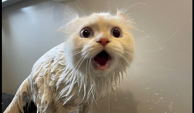 洗澡的时候猫咪嗷嗷叫很生气，给猫条后瞬间老实了，真好哄呀！ - 1