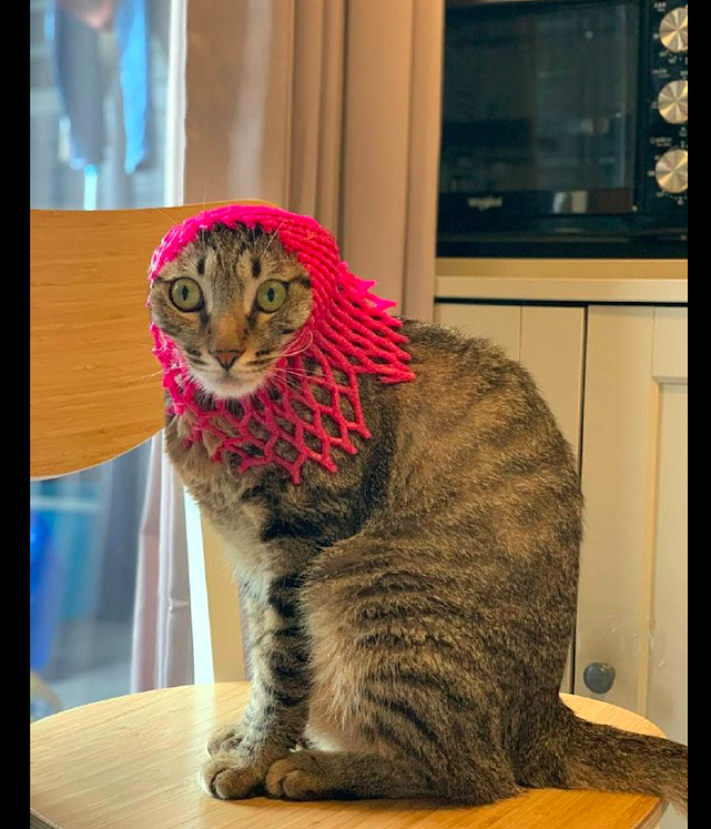 主人将塑料网套在猫头上，它瞬间就变成了村姑，气质很符合嘛！ - 2