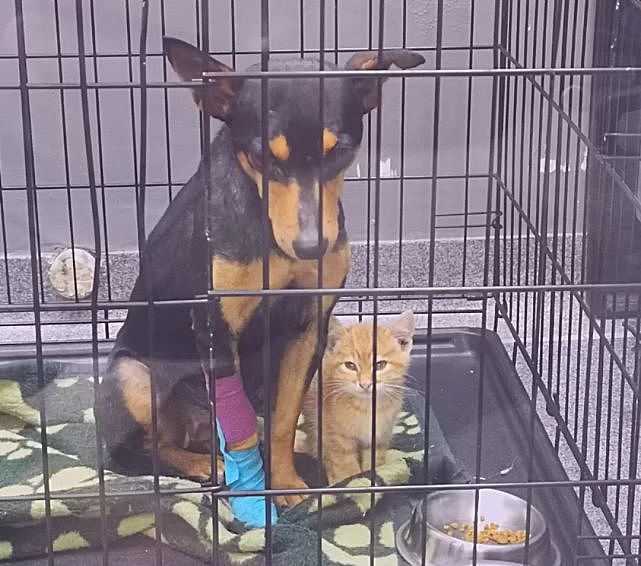 猫趣 | 被救助的小橘猫，跨越围栏，成了狗狗的疗愈师 - 5
