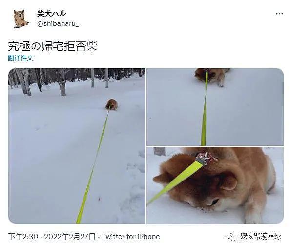 为了继续玩雪不回家，阿柴打算把自己闷死在雪里以示决心了！！！ - 2