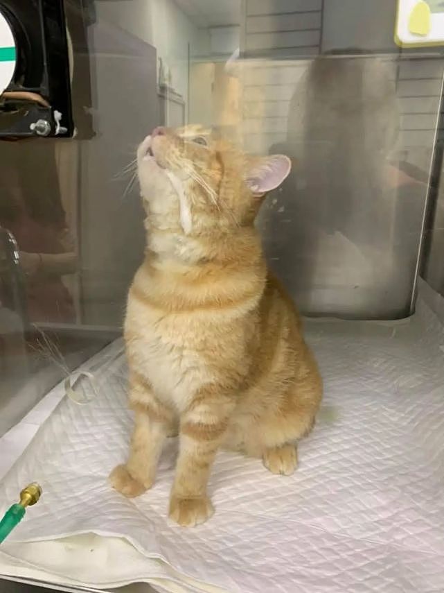 橘猫吃下“纸巾”干呕白泡，呼吸困难，花半年伙食费才救回来 - 2