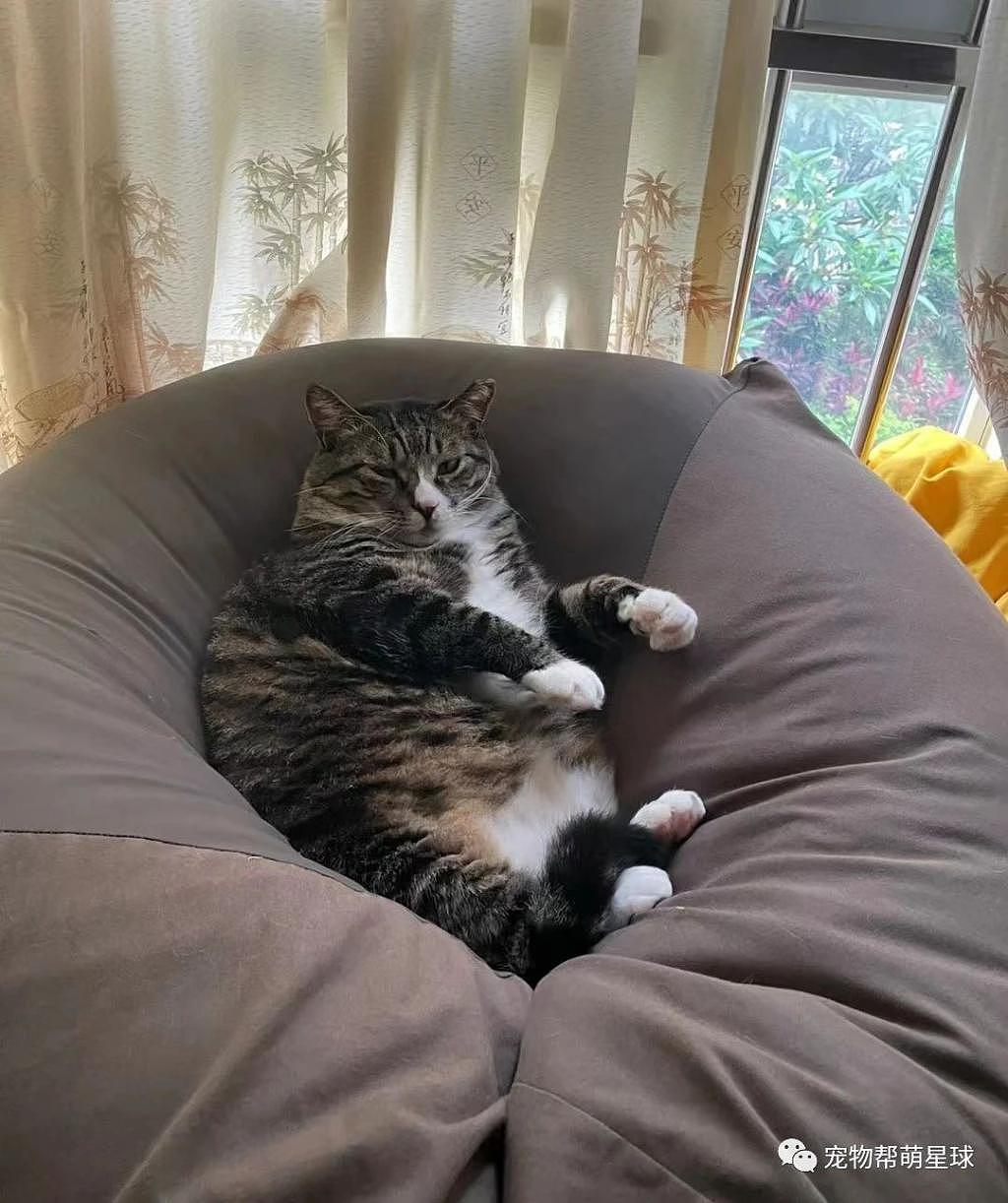 买了个懒人沙发，被猫看到后 ... 竟成了懒猫沙发！ - 1
