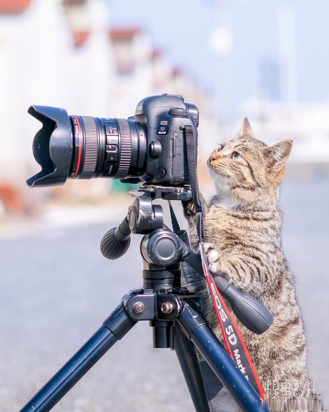 摄影猫猫：“让我看看