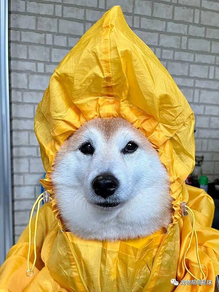 给狗狗试穿人类雨衣，结果 ... 莫名的喜感 ! - 5
