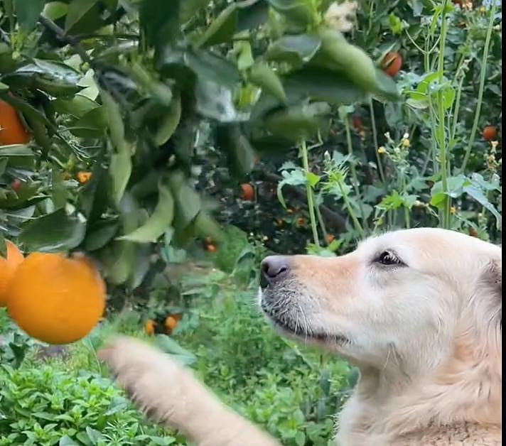 聪明狗狗帮主人摘橙子，网友争相购买，结果它却遭到了网暴… - 24