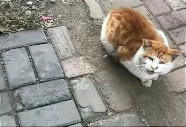 流浪猫被钢针刺进身体，围着路人叫“救命”，猫：本喵被偷袭了 - 5