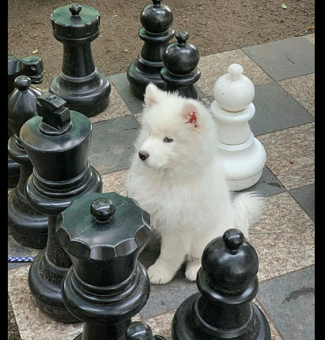萨摩耶跑到巨型国际象棋里，假装是个棋子，一本正经的表情太好笑 - 2