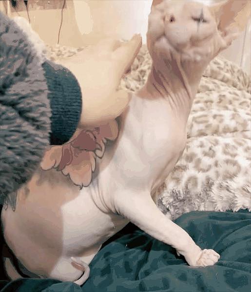 男子给无毛猫纹身为自己打广告，被人指责后说：给猫绝育不会被网暴，纹身就不行？ - 13