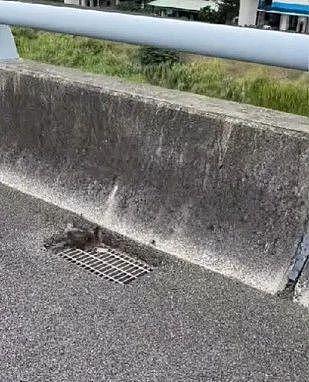 高架桥上看到一只猫咪，以为已经被压扁，发现还活着后紧急救援 . - 1