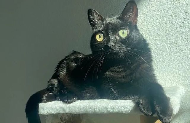 猫趣 | 这只黑猫不但长相奇特，还竞选成为小镇镇长，经历远超大多数人 - 1