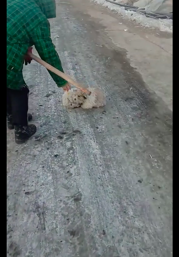 两只流浪狗依偎在一起取暖，却被冻在了路面上，车来了也动弹不了 - 1