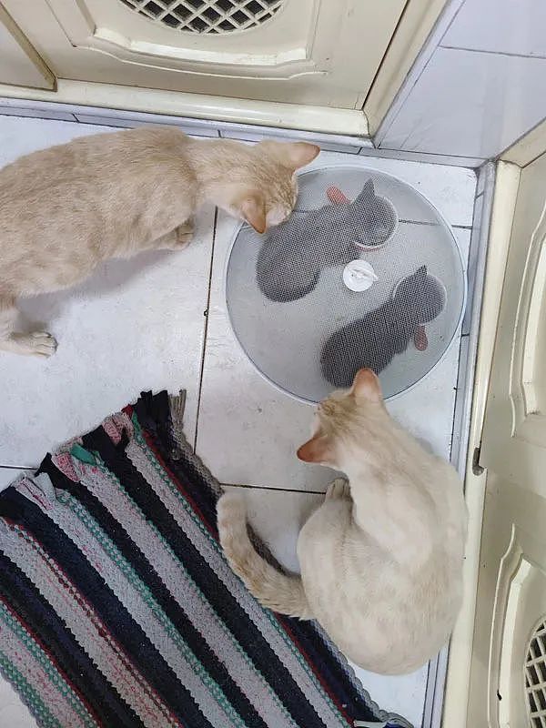 新养两小猫怕大猫抢食，于是想了这办法，大猫：一点信任都没！ - 2