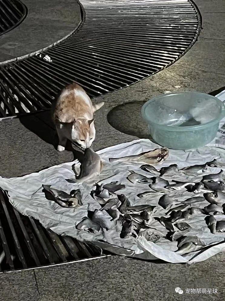 网友偶遇小猫贼偷鱼，它还挑挑拣拣，这是在吃自助餐吗？ - 2