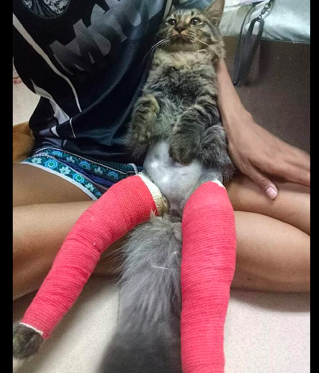 猫咪不小心把腿摔坏了，医生给它绑了厚厚绑带，看起来像是火腿肠 - 1