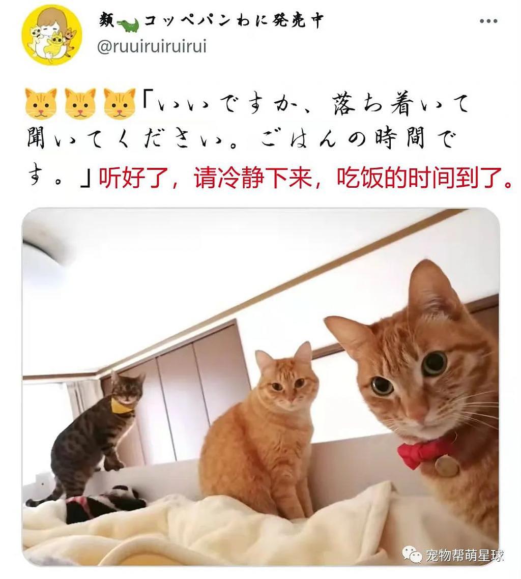 猫形闹钟准时提供叫早服务，主人无奈起床：谁叫你们才是主子呢！ - 6