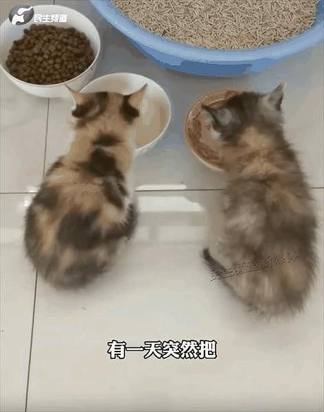 女生毕业把校园流浪猫带回了家：你就和我一起毕业吧，有个家总比流浪好！ - 14