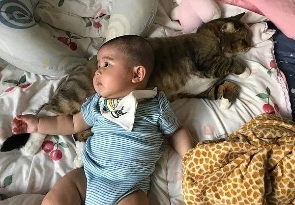白手套“巨型猫保姆”温柔照顾婴儿，全身放松任宝宝躺 - 3