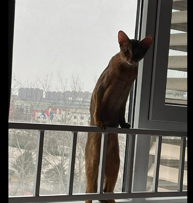 猫站在窗台边的模样，好像是肌肉型男，背着主人看刘畊宏直播了吧 - 3