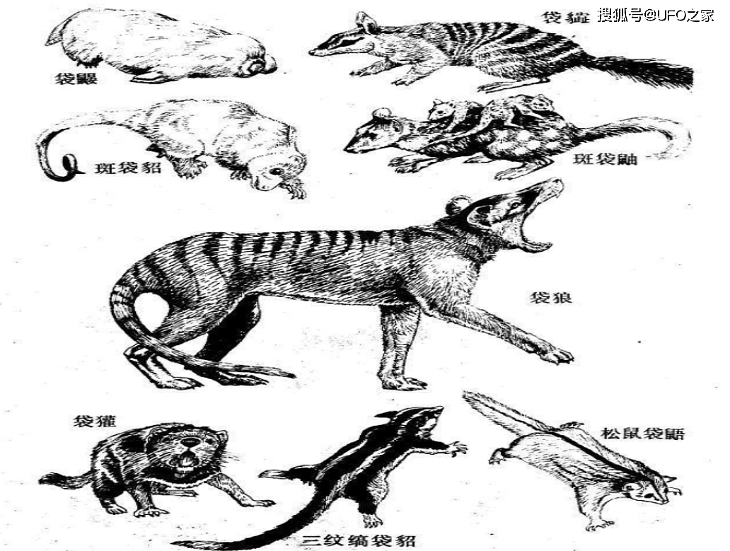 人兔之战持续150年，澳大利亚完败，100亿只兔子怎么可能吃得完？ - 4