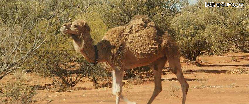为消灭120万骆驼，人类在驼群中安插叛徒，叛徒却选择了保护骆驼 - 1