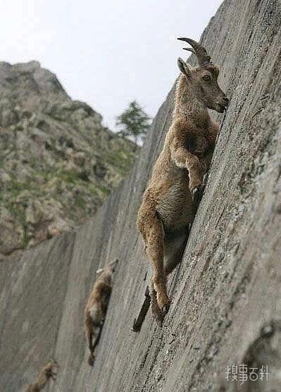知道山羊擅长攀爬，但
