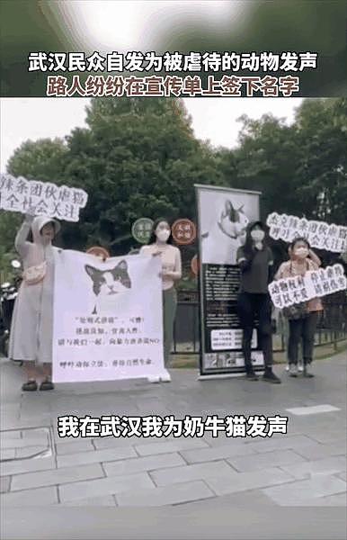 征集十万份留言，为被虐杀的奶牛猫发声，支持《反虐待动物》立法！ - 13