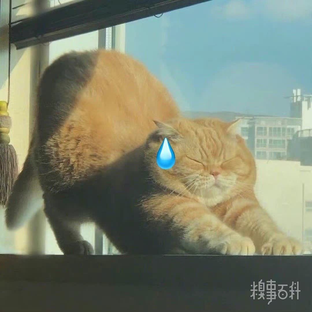 猫猫无语更多猫猫狗狗