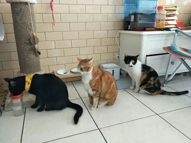 家里好几只猫吃饭能井然有序真是哇塞…但这画面，在哪见过？ - 1
