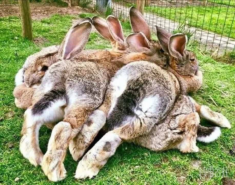 兔兔这是什么迷惑行为