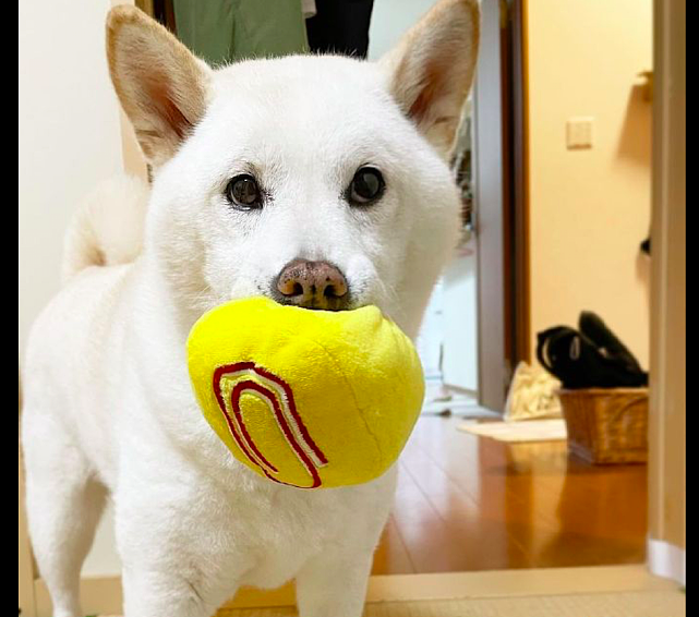 狗狗叼着球来找主人玩，被拒绝后表情好失望：为什么不陪我玩呢？ - 2