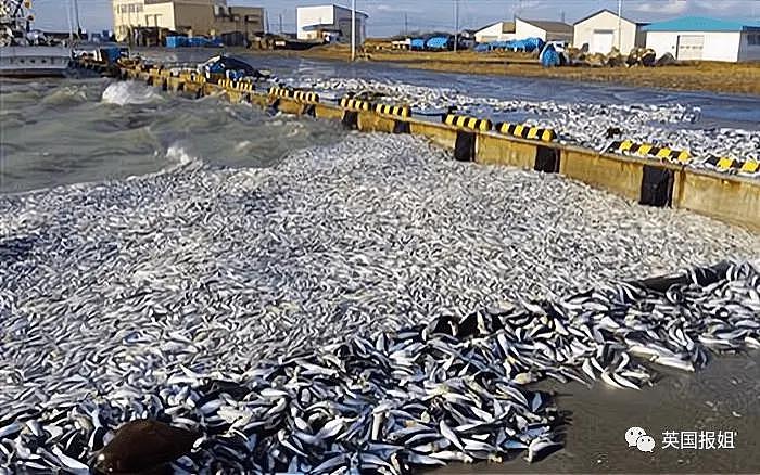 日本千吨死鱼涌向海岸，外媒怒骂核废水污染？ - 15