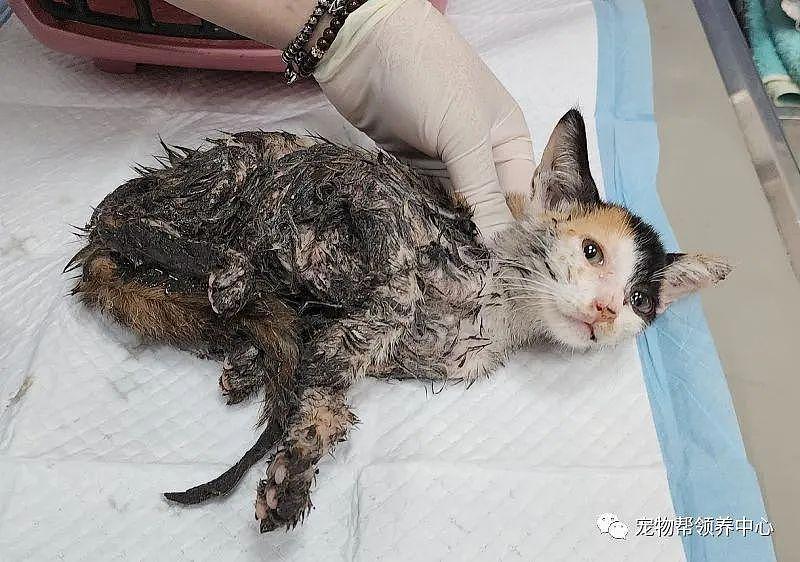 漂亮奶猫被黏鼠板弄得浑身发黑、受伤，获救后竟用这一神物去除！ - 2