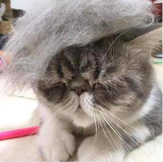 为什么猫咪每天掉毛那么多，还是不会变成“秃毛”？ - 3