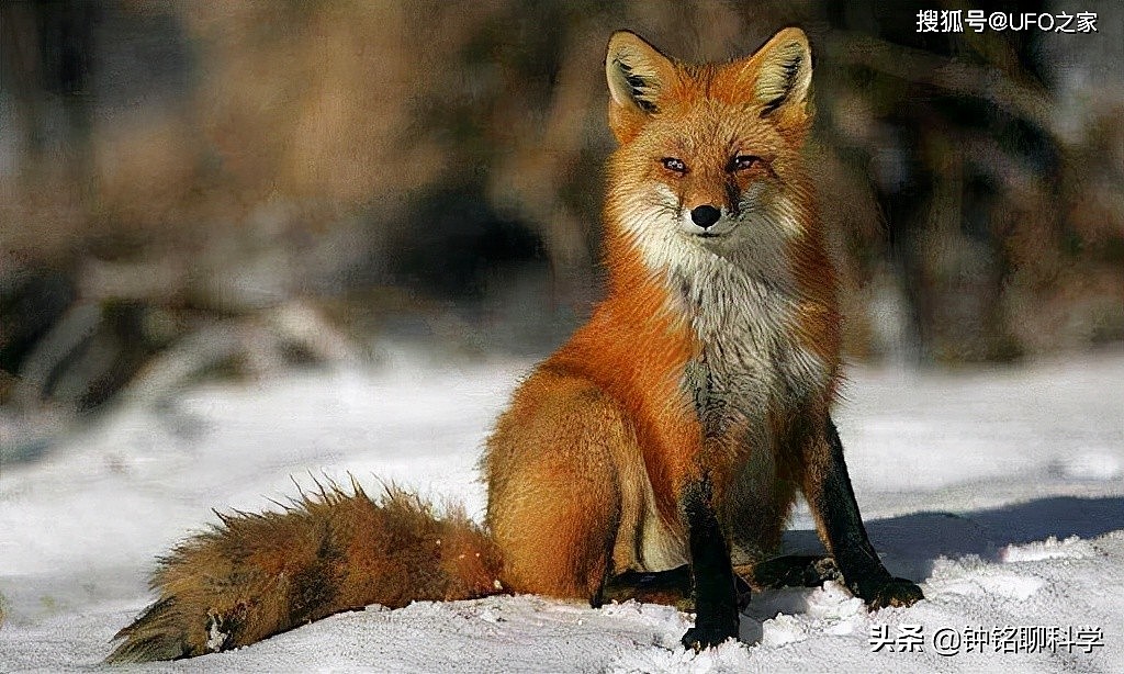 罕见银黑狐现身北京，专家：这不是好事，或威胁当地狐狸生存 - 9