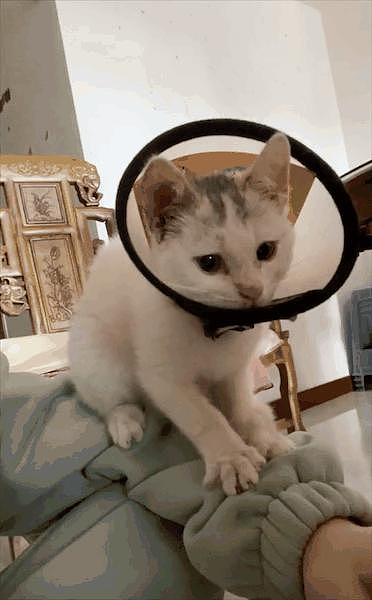 网友旅游捡了只流浪猫回家，结果评论区急了：它是网红猫，麻烦把它送回去 - 9