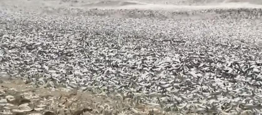 日本千吨死鱼涌向海岸，外媒怒骂核废水污染？ - 11