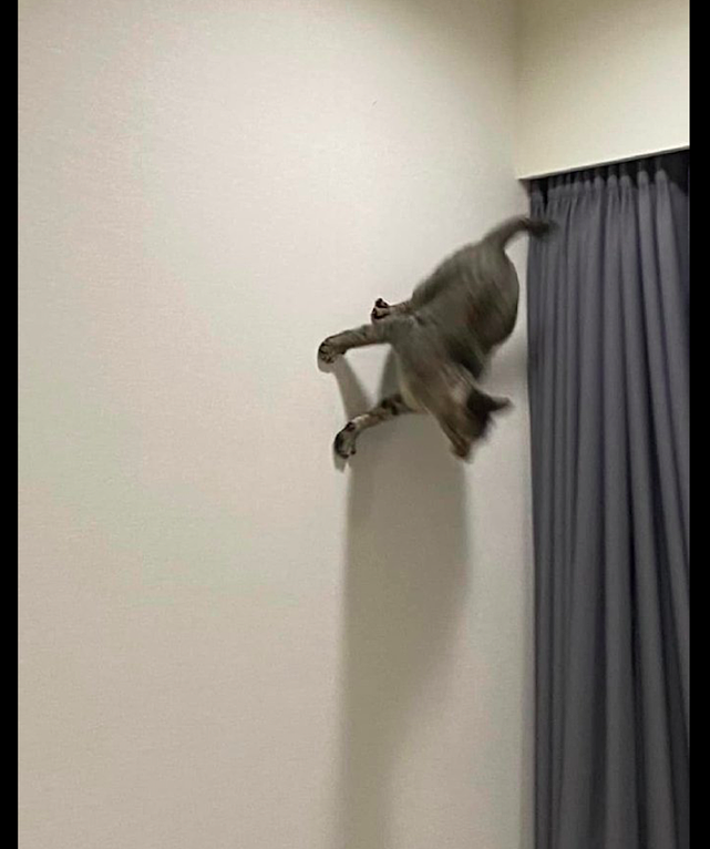 猫咪跳到墙上再折返下来，不愧是老虎的师傅啊，都会飞檐走壁了！ - 3