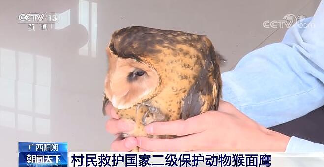【凡人微光】村民救护国家二级保护动物猴面鹰 - 1