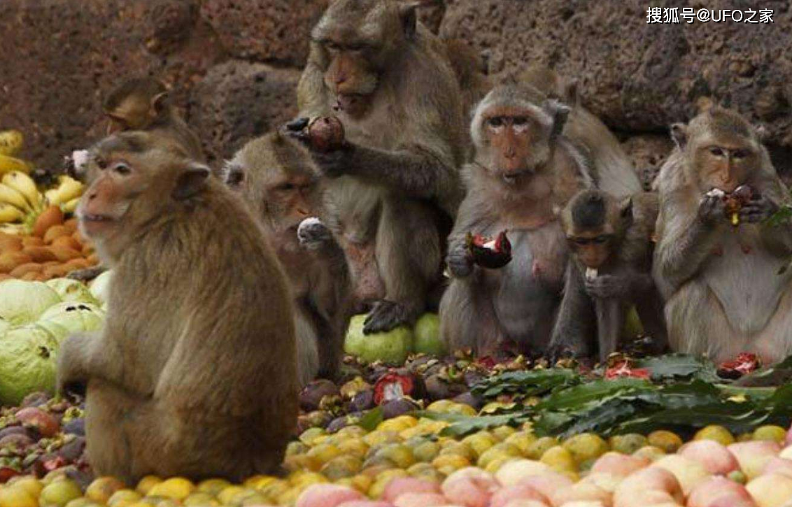 印度猴子拖走2个月大婴儿！被扔进水箱淹死，人猴大战正在爆发？ - 6